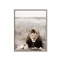 Picture of Lion Stare _GroupedProduct_Rectangle_Portrait_Photography _GroupedProduct_Rectangle_Portrait_Canvas_Framed_