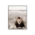 Picture of Lion Stare _GroupedProduct_Rectangle_Portrait_Photography _GroupedProduct_Rectangle_Portrait_Canvas_Framed_