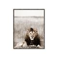 Picture of Lion Stare _GroupedProduct_Rectangle_Portrait_Photography _GroupedProduct_Rectangle_Portrait_Canvas_Framed_