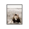 Picture of Lion Stare _GroupedProduct_Rectangle_Portrait_Photography _GroupedProduct_Rectangle_Portrait_Canvas_Framed_