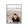 Picture of Lion Stare _GroupedProduct_Rectangle_Portrait_Photography _GroupedProduct_Rectangle_Portrait_Canvas_Framed_