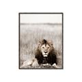 Picture of Lion Stare _GroupedProduct_Rectangle_Portrait_Photography _GroupedProduct_Rectangle_Portrait_Canvas_Framed_