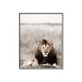 Picture of Lion Stare _GroupedProduct_Rectangle_Portrait_Photography _GroupedProduct_Rectangle_Portrait_Canvas_Framed_