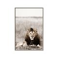 Picture of Lion Stare _GroupedProduct_Rectangle_Portrait_Photography _GroupedProduct_Rectangle_Portrait_Canvas_Framed_