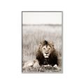 Picture of Lion Stare _GroupedProduct_Rectangle_Portrait_Photography _GroupedProduct_Rectangle_Portrait_Canvas_Framed_