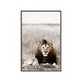 Picture of Lion Stare _GroupedProduct_Rectangle_Portrait_Photography _GroupedProduct_Rectangle_Portrait_Canvas_Framed_