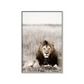 Picture of Lion Stare _GroupedProduct_Rectangle_Portrait_Photography _GroupedProduct_Rectangle_Portrait_Canvas_Framed_