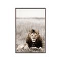 Picture of Lion Stare _GroupedProduct_Rectangle_Portrait_Photography _GroupedProduct_Rectangle_Portrait_Canvas_Framed_