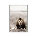 Picture of Lion Stare _GroupedProduct_Rectangle_Portrait_Photography _GroupedProduct_Rectangle_Portrait_Canvas_Framed_