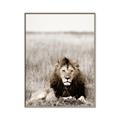 Picture of Lion Stare _GroupedProduct_Rectangle_Portrait_Photography _GroupedProduct_Rectangle_Portrait_Canvas_Framed_