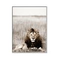 Picture of Lion Stare _GroupedProduct_Rectangle_Portrait_Photography _GroupedProduct_Rectangle_Portrait_Canvas_Framed_