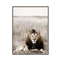 Picture of Lion Stare _GroupedProduct_Rectangle_Portrait_Photography _GroupedProduct_Rectangle_Portrait_Canvas_Framed_