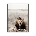 Picture of Lion Stare _GroupedProduct_Rectangle_Portrait_Photography _GroupedProduct_Rectangle_Portrait_Canvas_Framed_