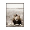 Picture of Lion Stare _GroupedProduct_Rectangle_Portrait_Photography _GroupedProduct_Rectangle_Portrait_Canvas_Framed_