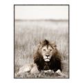 Picture of Lion Stare _GroupedProduct_Rectangle_Portrait_Photography _GroupedProduct_Rectangle_Portrait_Canvas_Framed_