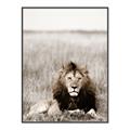 Picture of Lion Stare _GroupedProduct_Rectangle_Portrait_Photography _GroupedProduct_Rectangle_Portrait_Canvas_Framed_