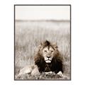 Picture of Lion Stare _GroupedProduct_Rectangle_Portrait_Photography _GroupedProduct_Rectangle_Portrait_Canvas_Framed_