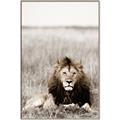 Picture of Lion Stare _GroupedProduct_Rectangle_Portrait_Photography _GroupedProduct_Rectangle_Portrait_Canvas_Framed_