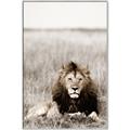 Picture of Lion Stare _GroupedProduct_Rectangle_Portrait_Photography _GroupedProduct_Rectangle_Portrait_Canvas_Framed_