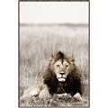 Picture of Lion Stare _GroupedProduct_Rectangle_Portrait_Photography _GroupedProduct_Rectangle_Portrait_Canvas_Framed_