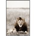 Picture of Lion Stare _GroupedProduct_Rectangle_Portrait_Photography _GroupedProduct_Rectangle_Portrait_Canvas_Framed_
