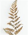 Picture of Dried Fern Leaf  _GroupedProduct_Rectangle_Portrait_Photography _GroupedProduct_Rectangle_Portrait_Unframed_Print_Only_