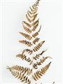 Picture of Dried Fern Leaf  _GroupedProduct_Rectangle_Portrait_Photography _GroupedProduct_Rectangle_Portrait_Unframed_Print_Only_