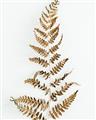 Picture of Dried Fern Leaf  _GroupedProduct_Rectangle_Portrait_Photography _GroupedProduct_Rectangle_Portrait_Unframed_Print_Only_
