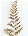 Picture of Dried Fern Leaf  _GroupedProduct_Rectangle_Portrait_Photography _GroupedProduct_Rectangle_Portrait_Unframed_Print_Only_