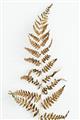 Picture of Dried Fern Leaf  _GroupedProduct_Rectangle_Portrait_Photography _GroupedProduct_Rectangle_Portrait_Unframed_Print_Only_