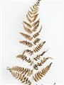 Picture of Dried Fern Leaf  _GroupedProduct_Rectangle_Portrait_Photography _GroupedProduct_Rectangle_Portrait_Unframed_Print_Only_