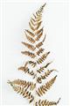 Picture of Dried Fern Leaf  _GroupedProduct_Rectangle_Portrait_Photography _GroupedProduct_Rectangle_Portrait_Unframed_Print_Only_