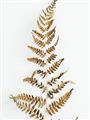 Picture of Dried Fern Leaf  _GroupedProduct_Rectangle_Portrait_Photography _GroupedProduct_Rectangle_Portrait_Unframed_Print_Only_