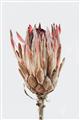 Picture of Dried Flower II _GroupedProduct_Rectangle_Portrait_Photography _GroupedProduct_Rectangle_Portrait_Unframed_Print_Only_