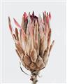 Picture of Dried Flower II _GroupedProduct_Rectangle_Portrait_Photography _GroupedProduct_Rectangle_Portrait_Unframed_Print_Only_