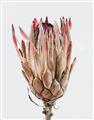 Picture of Dried Flower II _GroupedProduct_Rectangle_Portrait_Photography _GroupedProduct_Rectangle_Portrait_Unframed_Print_Only_