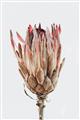 Picture of Dried Flower II _GroupedProduct_Rectangle_Portrait_Photography _GroupedProduct_Rectangle_Portrait_Unframed_Print_Only_
