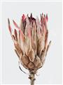 Picture of Dried Flower II _GroupedProduct_Rectangle_Portrait_Photography _GroupedProduct_Rectangle_Portrait_Unframed_Print_Only_