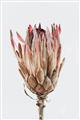 Picture of Dried Flower II _GroupedProduct_Rectangle_Portrait_Photography _GroupedProduct_Rectangle_Portrait_Unframed_Print_Only_