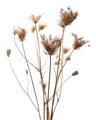 Picture of Dried Flower III  _GroupedProduct_Rectangle_Portrait_Photography _GroupedProduct_Rectangle_Portrait_Unframed_Print_Only_