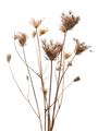 Picture of Dried Flower III  _GroupedProduct_Rectangle_Portrait_Photography _GroupedProduct_Rectangle_Portrait_Unframed_Print_Only_