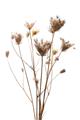 Picture of Dried Flower III  _GroupedProduct_Rectangle_Portrait_Photography _GroupedProduct_Rectangle_Portrait_Unframed_Print_Only_