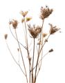 Picture of Dried Flower III  _GroupedProduct_Rectangle_Portrait_Photography _GroupedProduct_Rectangle_Portrait_Unframed_Print_Only_