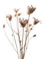 Picture of Dried Flower III  _GroupedProduct_Rectangle_Portrait_Photography _GroupedProduct_Rectangle_Portrait_Unframed_Print_Only_