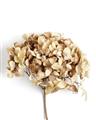 Picture of Dried Hydrangea _GroupedProduct_Rectangle_Portrait_Photography _GroupedProduct_Rectangle_Portrait_Unframed_Print_Only_