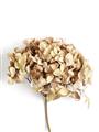 Picture of Dried Hydrangea _GroupedProduct_Rectangle_Portrait_Photography _GroupedProduct_Rectangle_Portrait_Unframed_Print_Only_