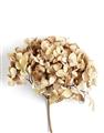 Picture of Dried Hydrangea _GroupedProduct_Rectangle_Portrait_Photography _GroupedProduct_Rectangle_Portrait_Unframed_Print_Only_