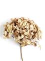 Picture of Dried Hydrangea _GroupedProduct_Rectangle_Portrait_Photography _GroupedProduct_Rectangle_Portrait_Unframed_Print_Only_