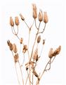 Picture of Dried Lilies  _GroupedProduct_Rectangle_Portrait_Photography _GroupedProduct_Rectangle_Portrait_Unframed_Print_Only_