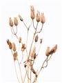 Picture of Dried Lilies  _GroupedProduct_Rectangle_Portrait_Photography _GroupedProduct_Rectangle_Portrait_Unframed_Print_Only_